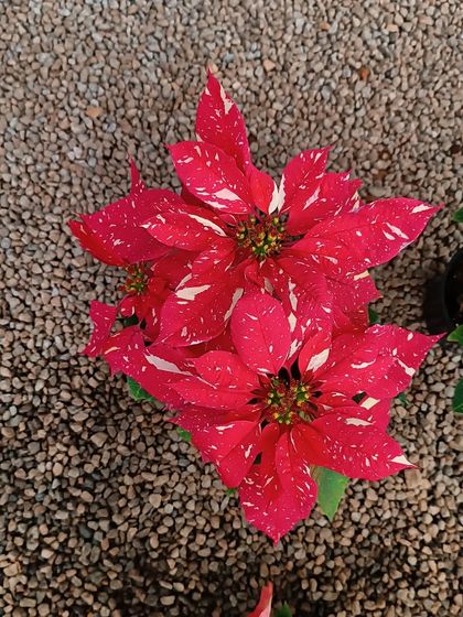 A unique speckled red Poinsettia, adding a modern twist to the classic holiday plant.