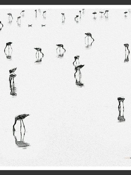 The Flamingo Spectacle of Navi Mumbai photo 24