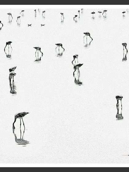 This minimalist art series, "Last of the Flamingos," features juvenile birds in their grey plumage. Shot on a phone, it serves as a stark reminder that we must protect their habitat so future generations can see them transform into their famous pink.