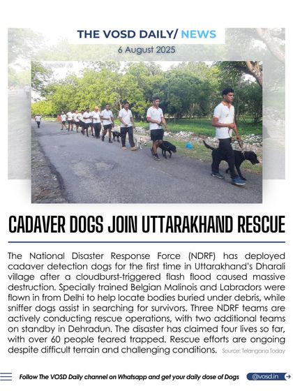 For the first time, the National Disaster Response Force (NDRF) has deployed cadaver detection dogs in Uttarakhand. Specially trained Belgian Malinois and Labradors are assisting in the search for victims of a devastating flash flood.