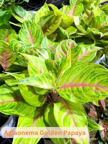For a brighter look, the Aglaonema Golden Papaya features stunning light green and yellow variegation. It's a cheerful plant that brightens up any corner.