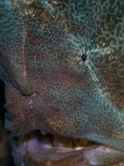 A close-up of a giant frogfish, a master of camouflage. You need a sharp eye to spot these guys on the reef.