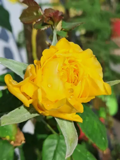 Bhardwaj - Urban Gardening Consultation A Riot of Colorful Flowers photo 154