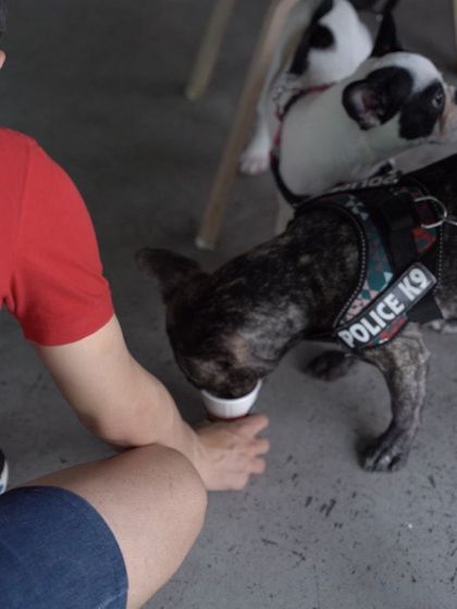 Charlie's Animal Rescue Centre - Community Outreach & Education Community Fundraising Events photo 44