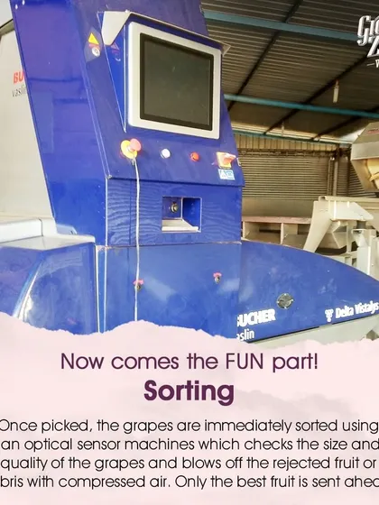 We use advanced optical sensor machines for sorting. This technology checks the size and quality of each grape, using compressed air to blow off any rejected fruit or debris, ensuring only the best fruit moves forward.