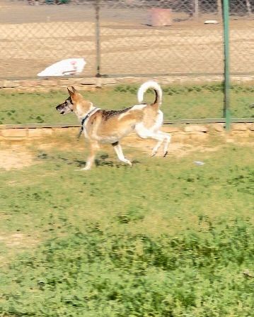 An indie dog in mid-leap, full of life and energy. This is the result of a stress-free environment where dogs feel safe enough to truly let loose.