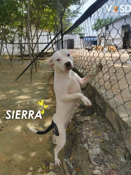This is Sierra now, happy and healthy. After months of good food, regular treatments, and loving care, she and her brother Jax have completely transformed.