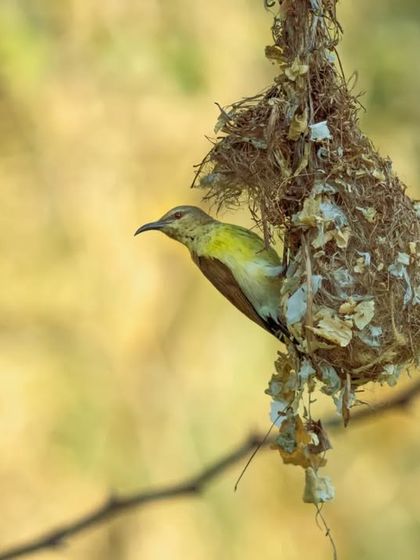 A female sunbird attends to her messy, pendulous nest, showcasing a different style of avian architecture.
