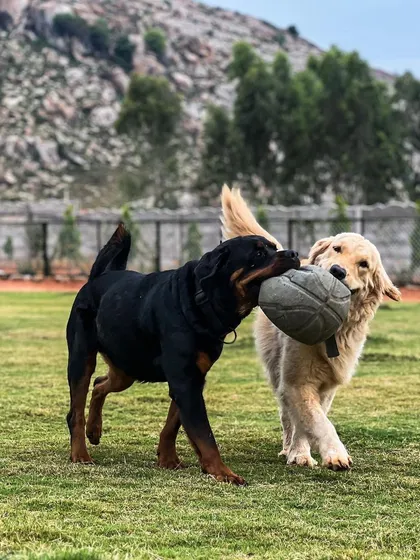 Proper socialization means dogs of all sizes and temperaments learn to play well together. Here are Bruno the Rottweiler and Milo the Golden Retriever sharing a toy in our supervised play area. This is a common sight at our dog daycare.