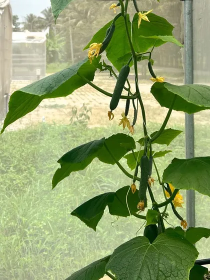 More shots of our cucumbers, from tiny starters to full-sized and ready to harvest.