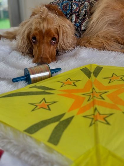 Posto looking longingly at the kite, perhaps wondering if he can take it for a run.