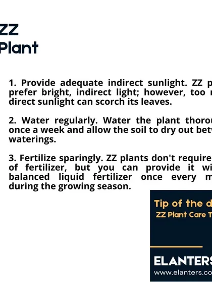 ZZ Plant Care Part 1: Provide bright, indirect light and water thoroughly about once a week, allowing the soil to dry out completely in between. Fertilize sparingly once a month.