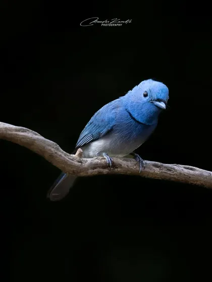 A Black-naped Monarch against a solid black background. This studio-style portrait highlights the bird's perfect form and colour.