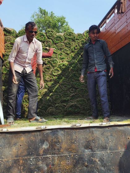 Delhi Gardner - Wholesale Plant & Turf Supply Natural Grass Turf: From Our Farm to Your Project photo 145