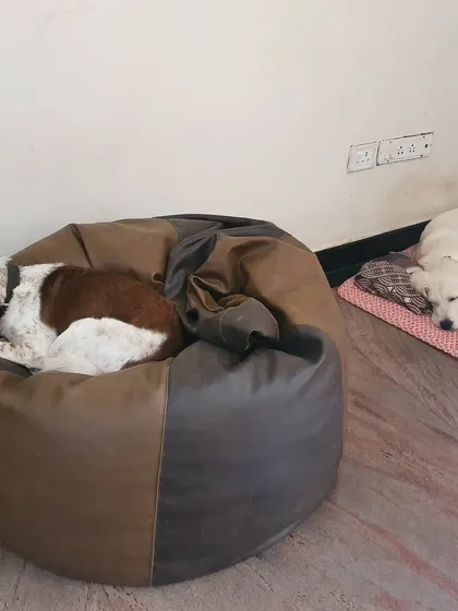 Comfort is key in my home. Your dog can choose their perfect nap spot, whether it's a plush bean bag like Flash the Indie pup, or a cool spot on the floor like Boomer. It's all about making them feel safe, relaxed, and part of the family.