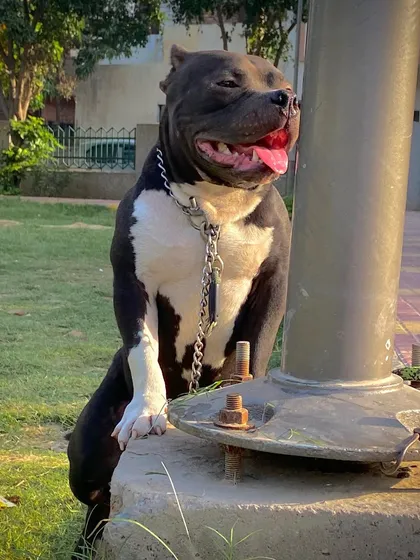 Another angle of Sultan's power pose, looking happy and confident.