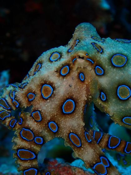 A third look at the magnificent Blue-Ringed Octopus. It's a reminder to always look closely at the reef, you never know what you'll find.