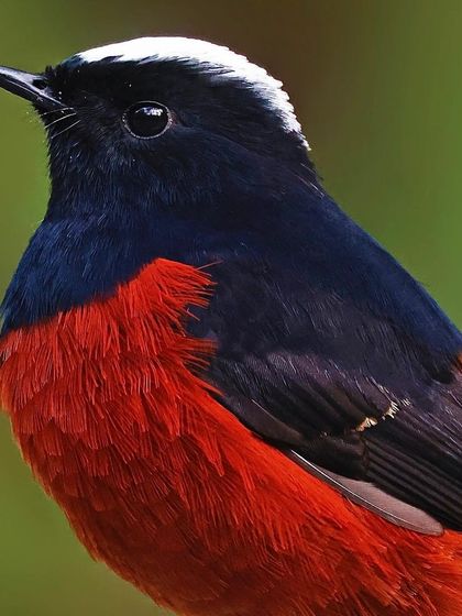 A portrait of a White-capped Redstart, showcasing its velvety black plumage, the pure white cap on its head, and its deep, dark eye.