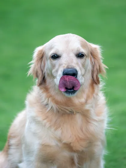 A fun, quirky close-up of a happy Golden Retriever. I always look for these little moments, like a quick lick of the nose, that show off your pet's unique and adorable habits.