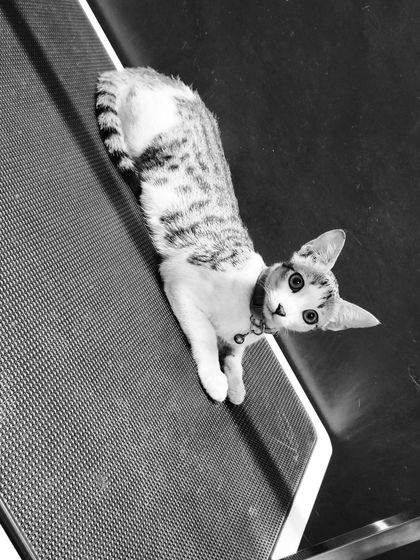 Bengaluru Pet Company - Pet Grooming Feline Friends: Expert Cat Grooming photo 7