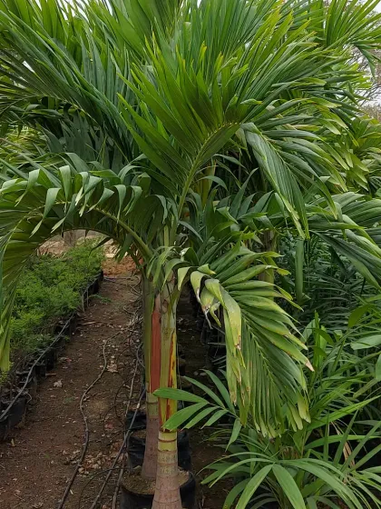 A Lipstick Palm, easily identified by its striking red crownshaft. This is a highly sought-after collector's palm for tropical gardens.