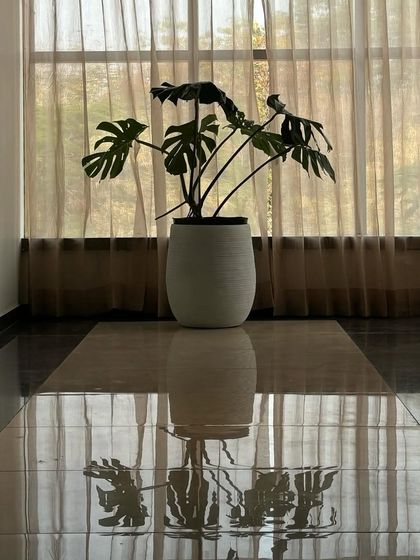 Indoor Plant Styling & Green Interiors photo 31