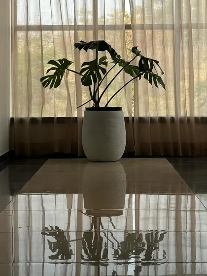 A solitary Monstera plant in a simple pot, its reflection shimmering on the polished floor. This minimalist approach showcases the plant's natural beauty and creates a sense of profound calm.