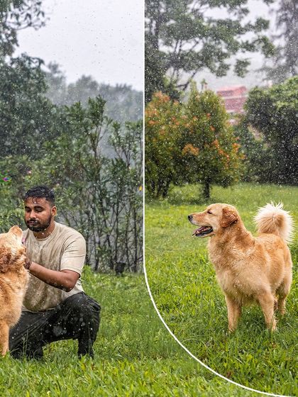 A collage from our rainy day shoot with Mango the Golden Retriever. These images show the beauty of embracing the weather and capturing authentic, joyful moments.