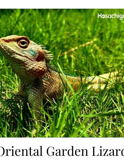 An Oriental Garden Lizard basking in the sun. Reptiles like these play an important role in controlling insect populations and are a common sight in our healthy, pesticide-free environment.