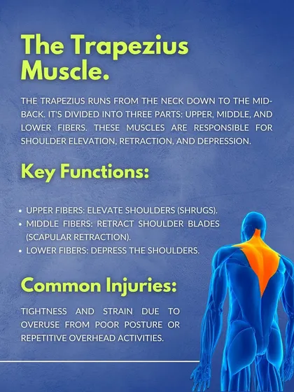 The Trapezius Muscle. This infographic breaks down the "traps" into upper, middle, and lower fibers, explaining their roles in shoulder elevation, retraction, and depression.