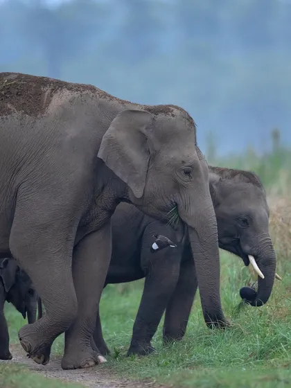 A herd of elephants, including several calves, walks along a path. The image captures the multi-generational structure of their family groups.