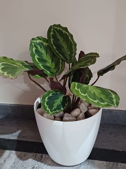 The Garden Hub - Landscape Design & Build Indoor Greening & Plant Styling photo 11