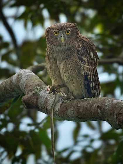 A Brown Fish Owl with a snake, its large yellow eyes fixed forward. This image captures the silent, watchful nature of a nocturnal hunter.