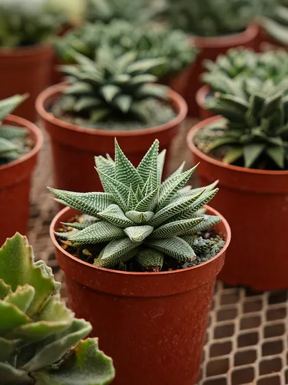 A young Haworthia, also known as a Zebra Plant, in a nursery pot. Its striking white stripes and compact rosette form make it a popular and easy-care succulent for indoor collections.