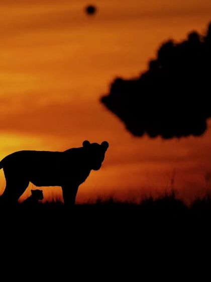 Wild Encounters: Action & Behavior photo 28