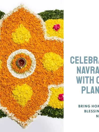 Celebrate Navratri with our amazing Vastu plants. Bringing these sacred and auspicious plants into your home during the festival is a wonderful way to invite blessings and happiness.