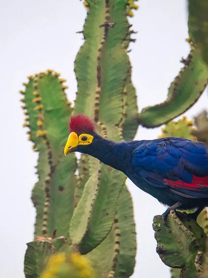 A Ross's Turaco peers out from behind a cactus-like Euphorbia tree in Queen Elizabeth National Park. The vibrant colors of the bird contrast beautifully with the green of the plant.