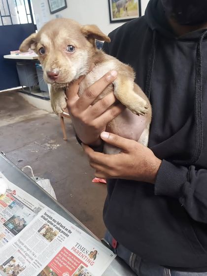 Another angle of this sweet 1.5-month-old puppy, showing her innocent face. She is part of a litter looking for safe homes.