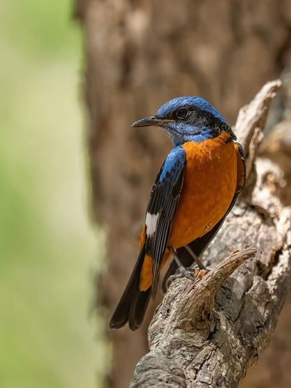 A Blue-capped Rock Thrush, its vibrant orange and blue a stunning sight.