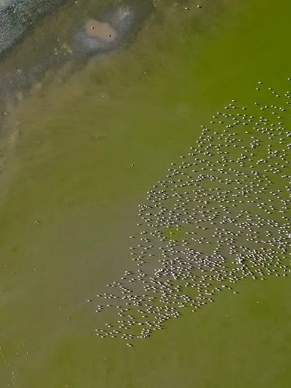 An aerial drone shot of a massive flock of flamingos at Sambhar Lake. From above, the flock looks like a living, breathing organism, creating abstract patterns against the green water. This perspective reveals the sheer scale of their migration.