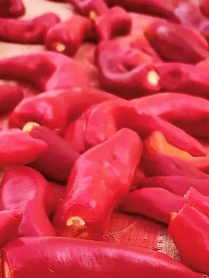 Red chillies being sun-dried, a traditional method to preserve their flavour and heat before they are used in my pickles.