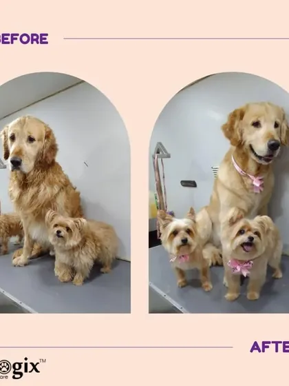 A happy family portrait. This trio of a Golden Retriever and two smaller dogs are all looking their best after a group grooming session.