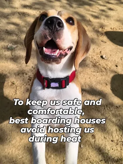 Debunking myths around dogs in heat. To keep all our guests safe and comfortable, reputable boarding houses avoid hosting female dogs during their heat cycle.
