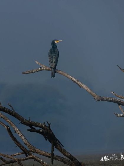 A solitary Great Cormorant perched on a dead tree, a common sight in the wetlands of Keoladeo National Park.