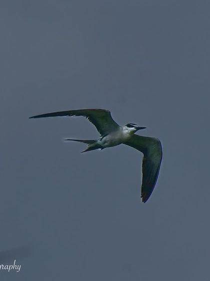 Avian Wonders: A World of Wings photo 73