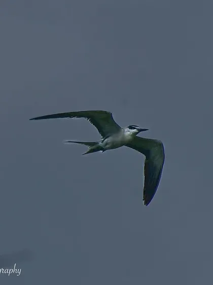 A final shot of the Bridled Tern, a beautiful visitor to the Mumbai coastline.