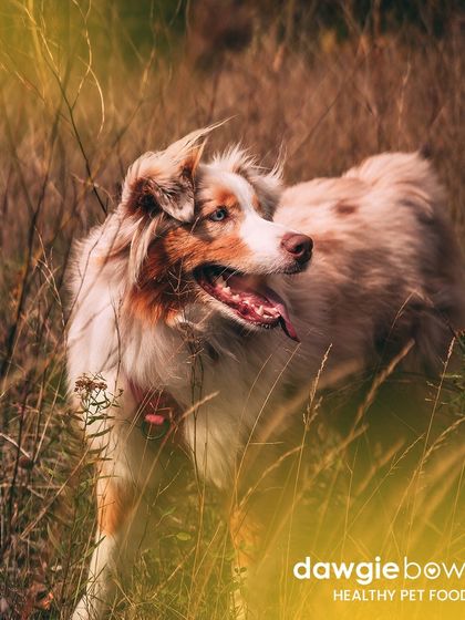 It's always a good day to think about your pet's diet. This beautiful dog in a field of grass is a picture of natural health, something I strive to support with every meal.