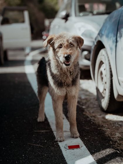 Spiti: The Cold Desert's Roar photo 33