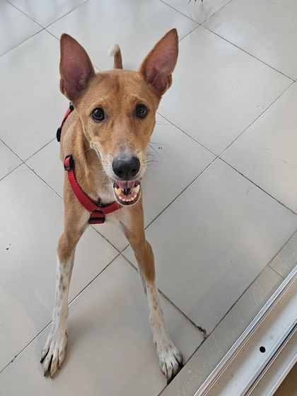 Furry Story - Premium Home Boarding Happy Guests Gallery photo 9