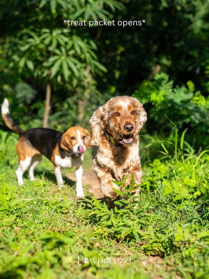 A fun, candid shot of Coco the Cocker Spaniel and Kylie the Beagle running through the grass, their expressions priceless as a treat packet opens.